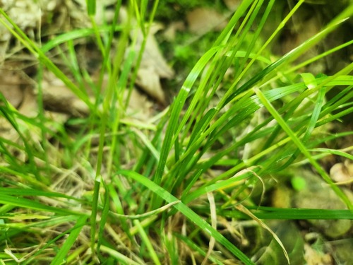 Poa alsodes, photograph 4
