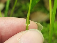 Poa alsodes, photograph (c) Summit Metro Parks, some rights reserved (CC BY)