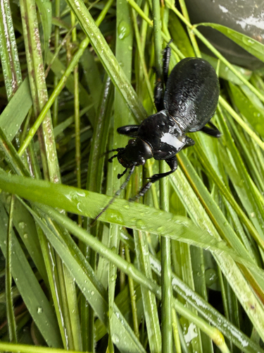 Leather Beetle