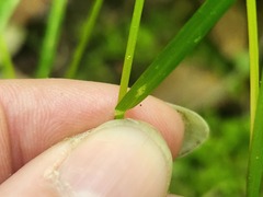 Poa alsodes, photograph (c) Summit Metro Parks, some rights reserved (CC BY)