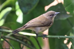 Gerygone magnirostris