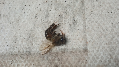 Western Honey Bee
