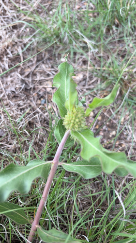 green comet milkweed