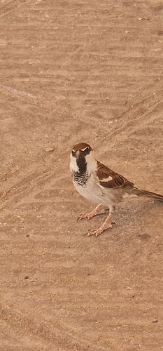 Italian Sparrow