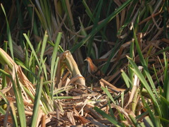 Laterallus melanophaius