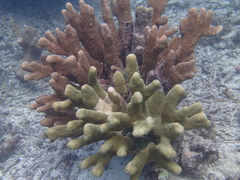 Isopora palifera