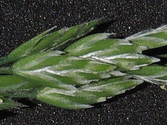 Poa bigelovii