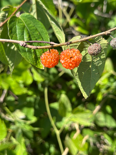 dwarf paper mulberry