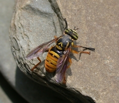 Spilomyia alcimus