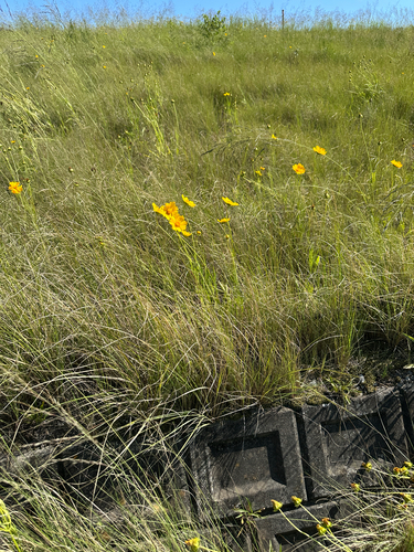 Lance-leaved Coreopsis