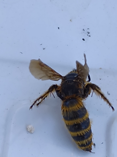 Dasyscolia ciliata