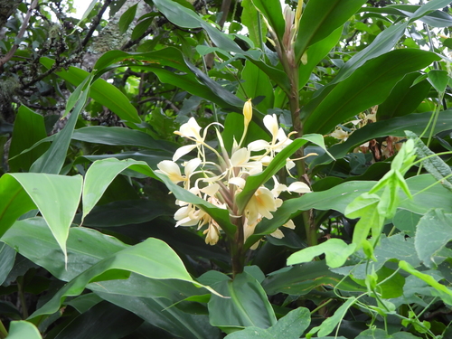 Hedychium flavescens, photograph 4