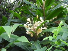 Hedychium flavescens, photograph (c) amantedarmanin, some rights reserved (CC BY)