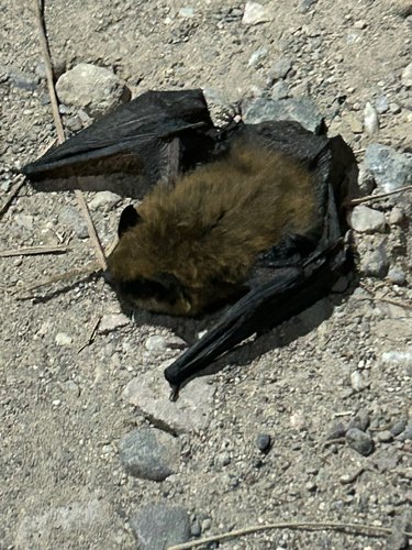 California Myotis