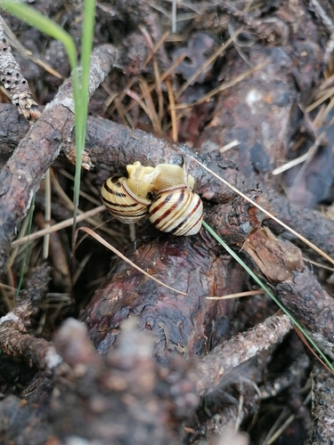 Vineyard Snail