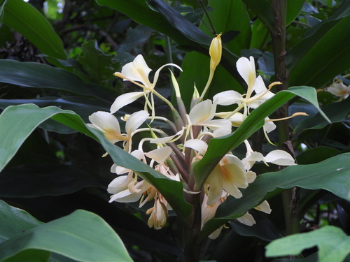 Hedychium flavescens, photograph 3