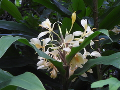 Hedychium flavescens, photograph (c) amantedarmanin, some rights reserved (CC BY)