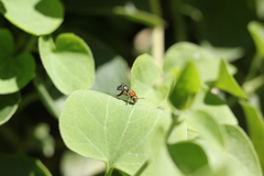 Augochloropsis tupacamaru