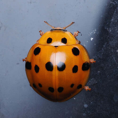 Callicaria superba