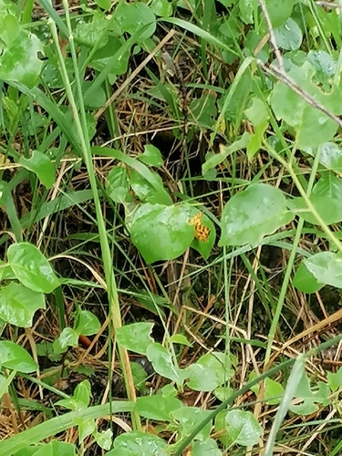 Speckled Yellow