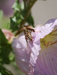 Polistes exclamans