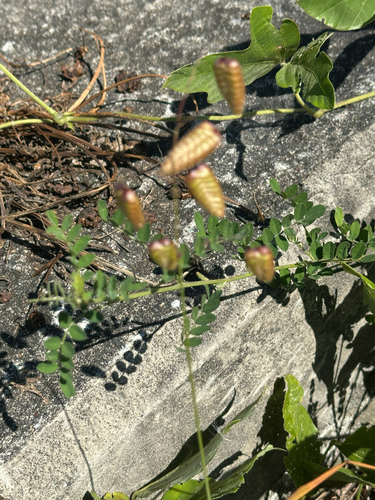 Greater Quaking Grass