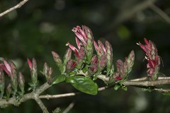 Anisotes pubinervia