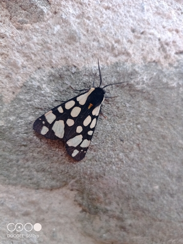 Cream-spot Tiger