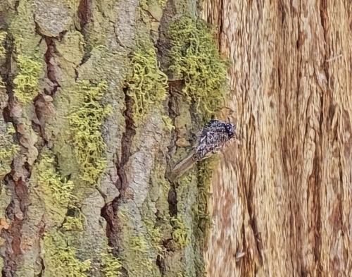 Brown Creeper