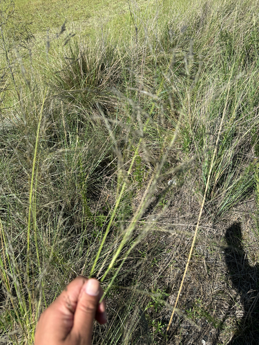 African love grass