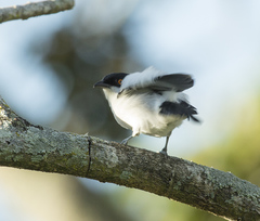 Dryoscopus cubla cubla