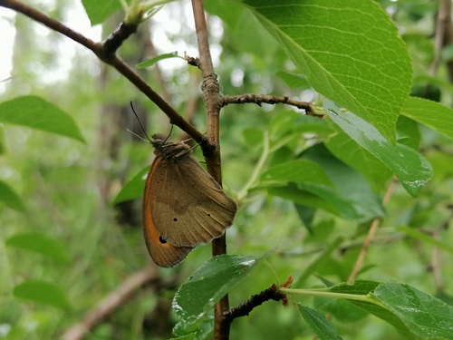 Meadow Brown