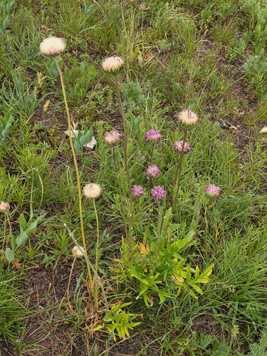 Jurinea mollis