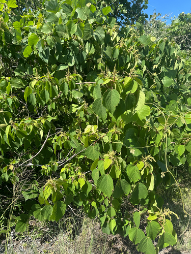 Mallotus