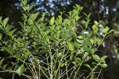 Buxus natalensis