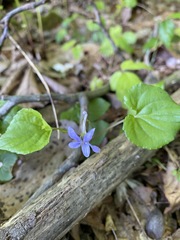Viola rostrata
