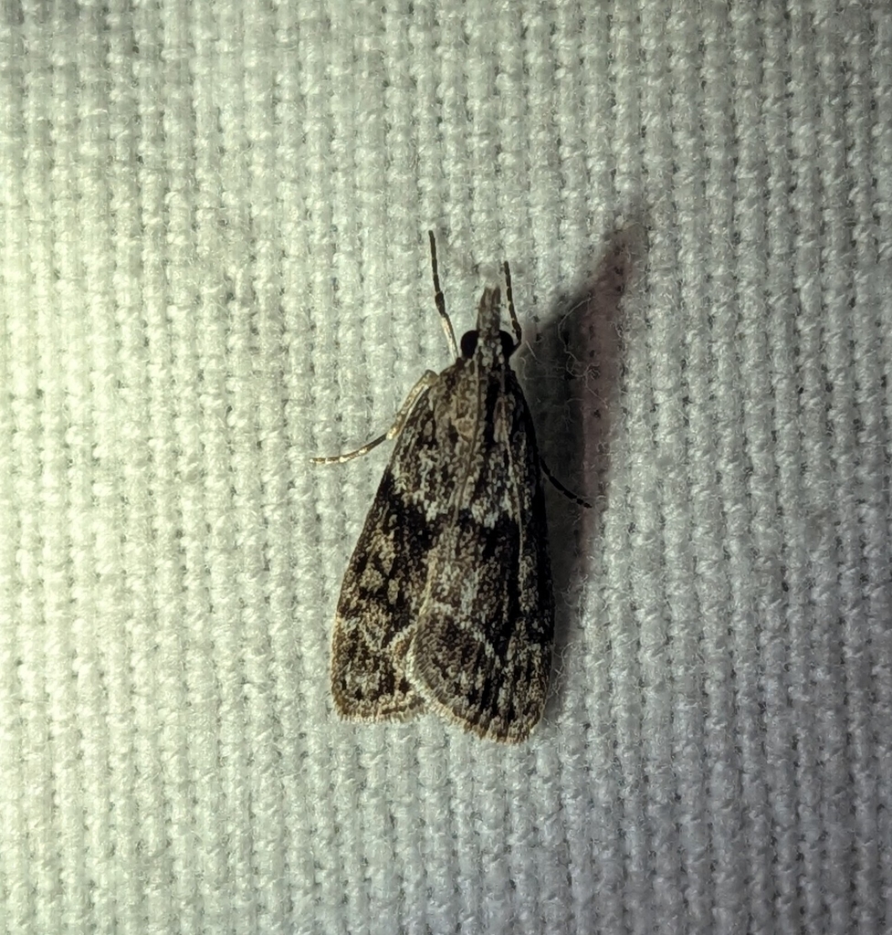 Eudonia spenceri