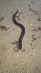 Amphiuma tridactylum