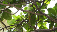Psittacula krameri