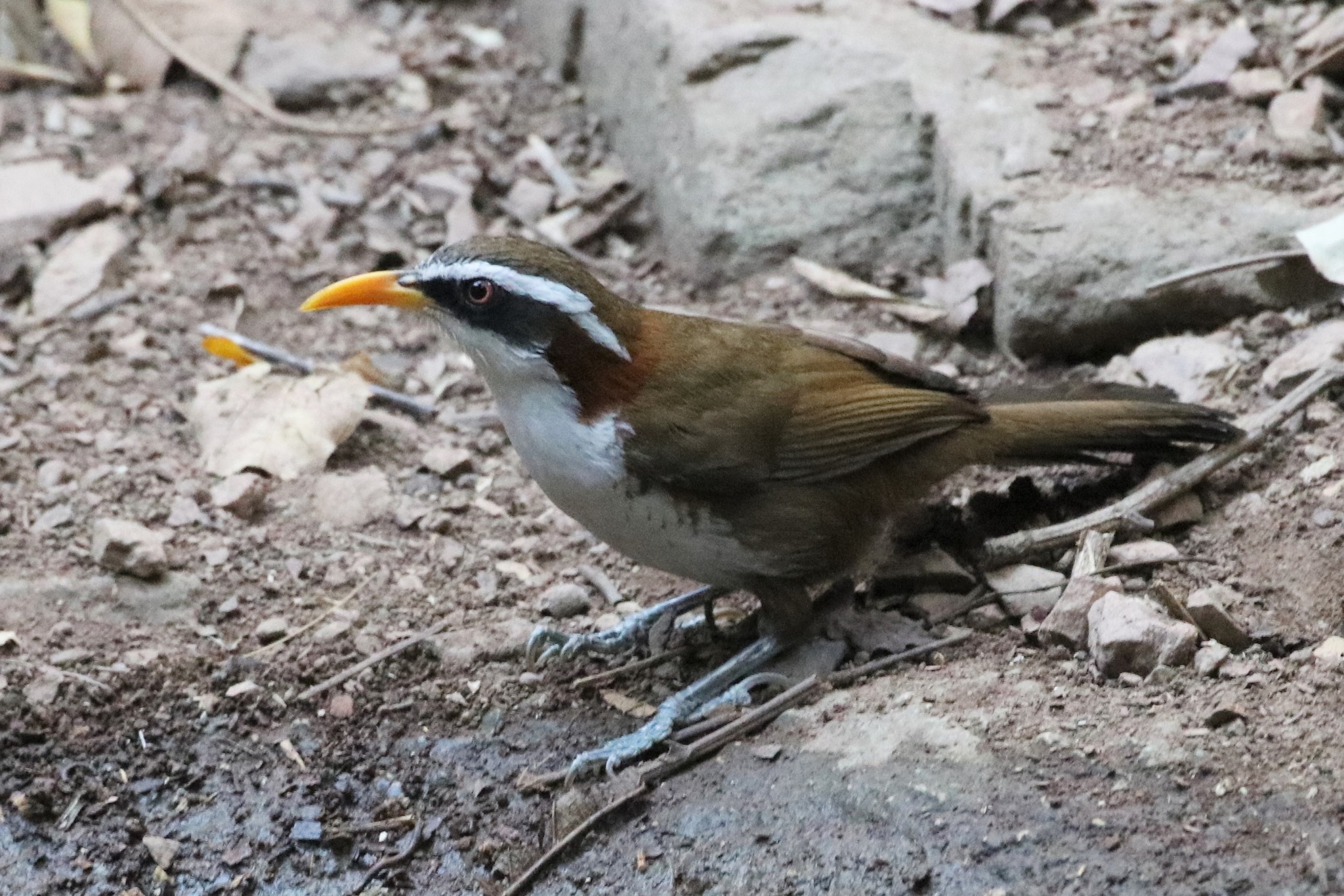 White-browed Scimitar Babbler