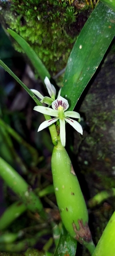 Prosthechea abbreviata observed 2025-06-16
