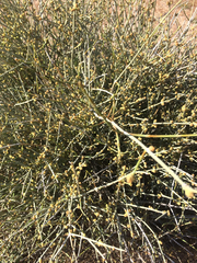 Tracheophyta