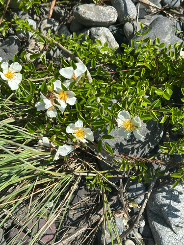 Memorial Rose