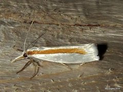 Crambus girardellus