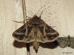 Autographa flagellum