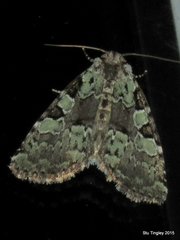 Leuconycta lepidula