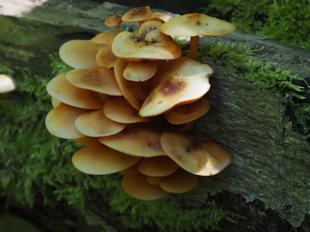 orange mycena