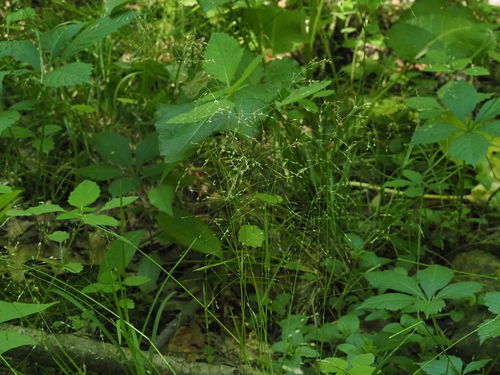 Poa alsodes, photograph 1