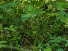 Poa alsodes, photograph (c) Summit Metro Parks, some rights reserved (CC BY)