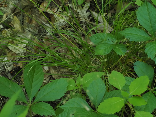 Poa alsodes, photograph 2